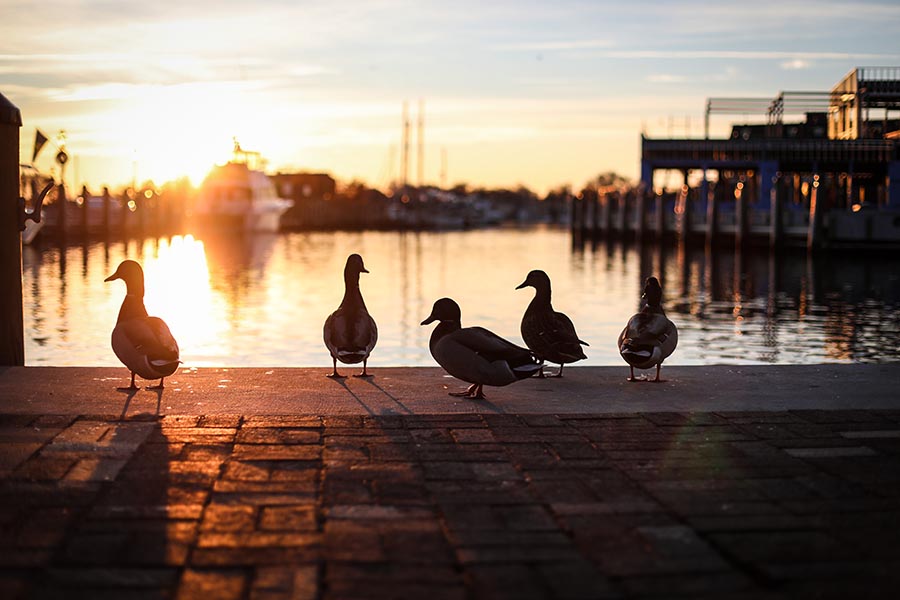 Contact - Ducks Waddling Along the Brick Walking Path on the Edge of the Waterfront in Annapolis, Maryland